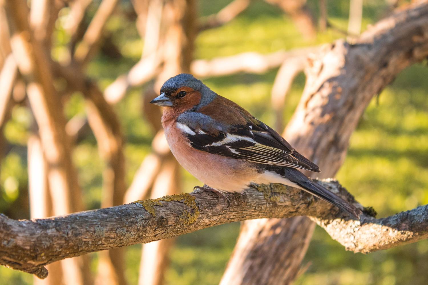 природа России, птицы России, зяблик, бердвотчинг, Кормашова Татьяна