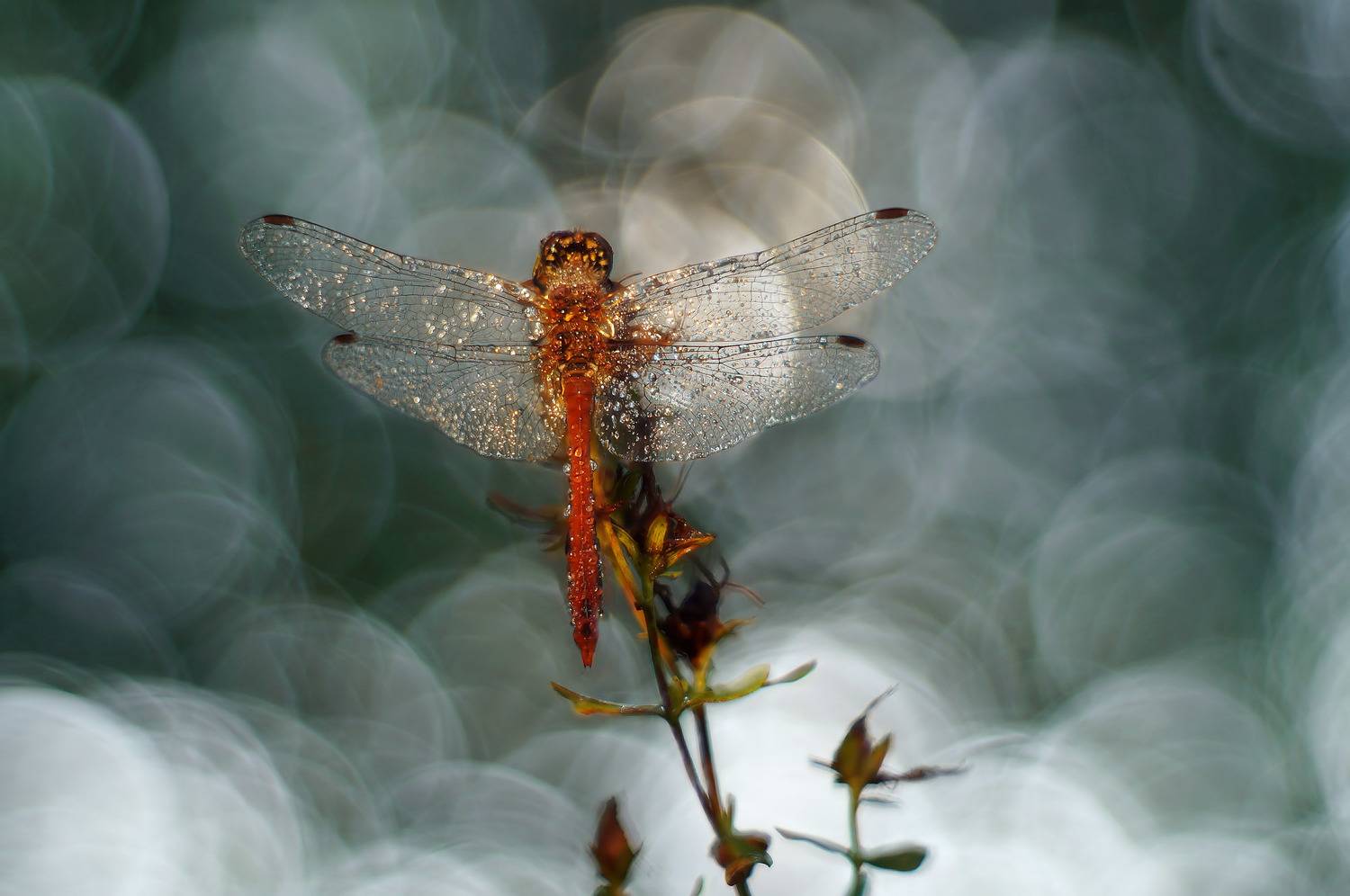 , Чепленко Алексей