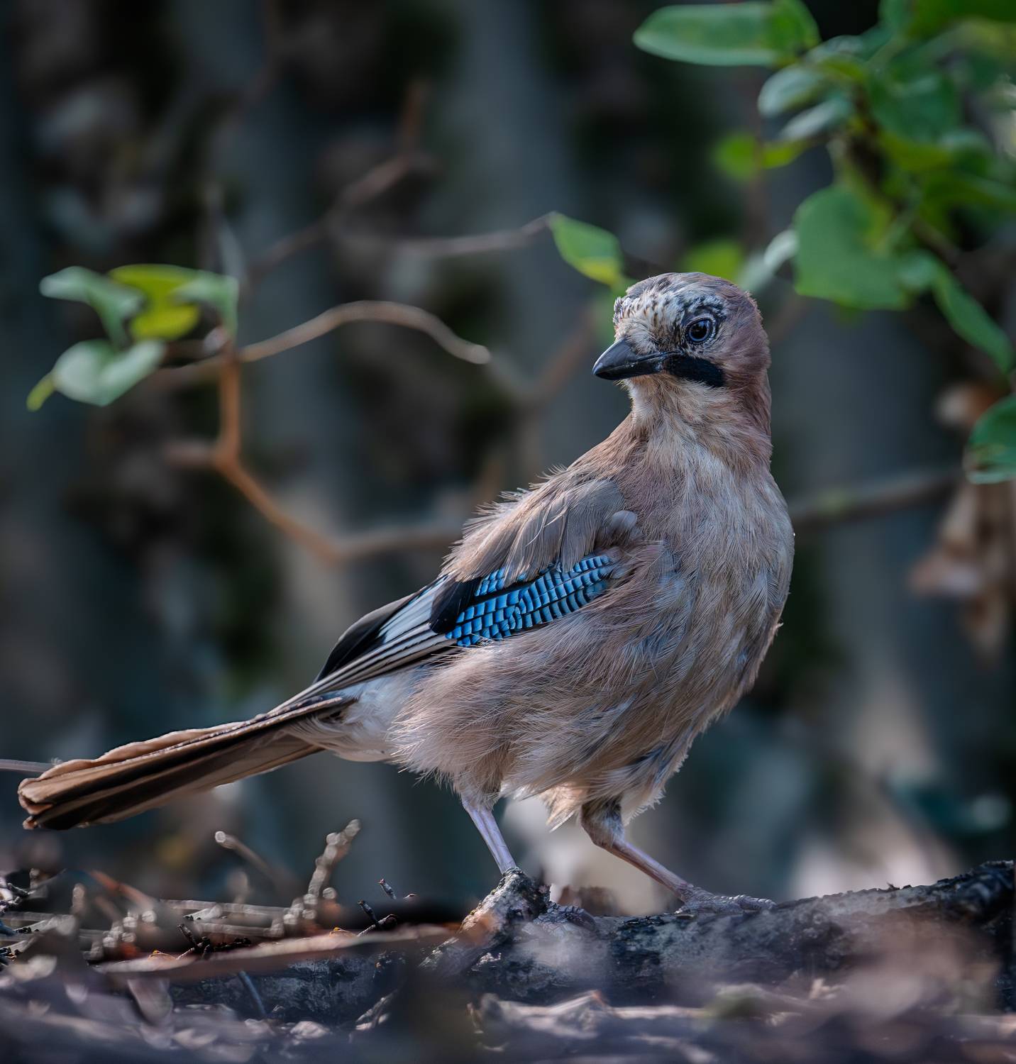 , Курлянцев Алексей
