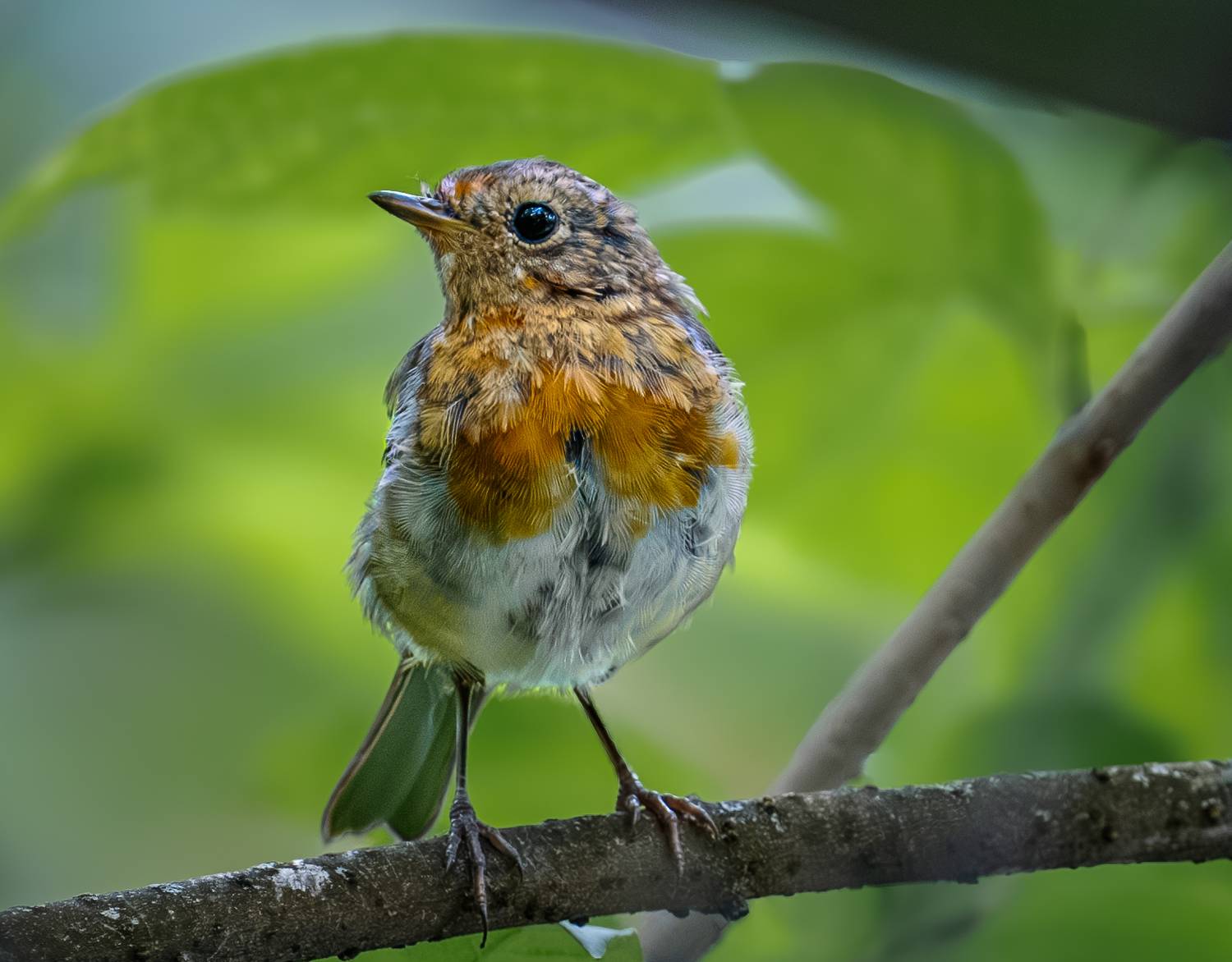 , Курлянцев Алексей