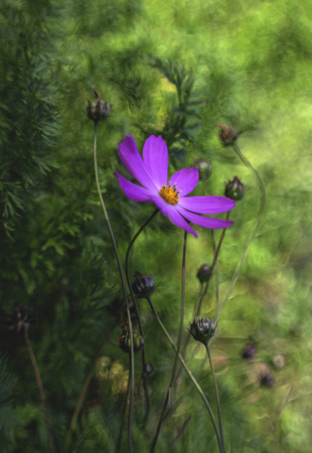 , Глухарёва Ольга