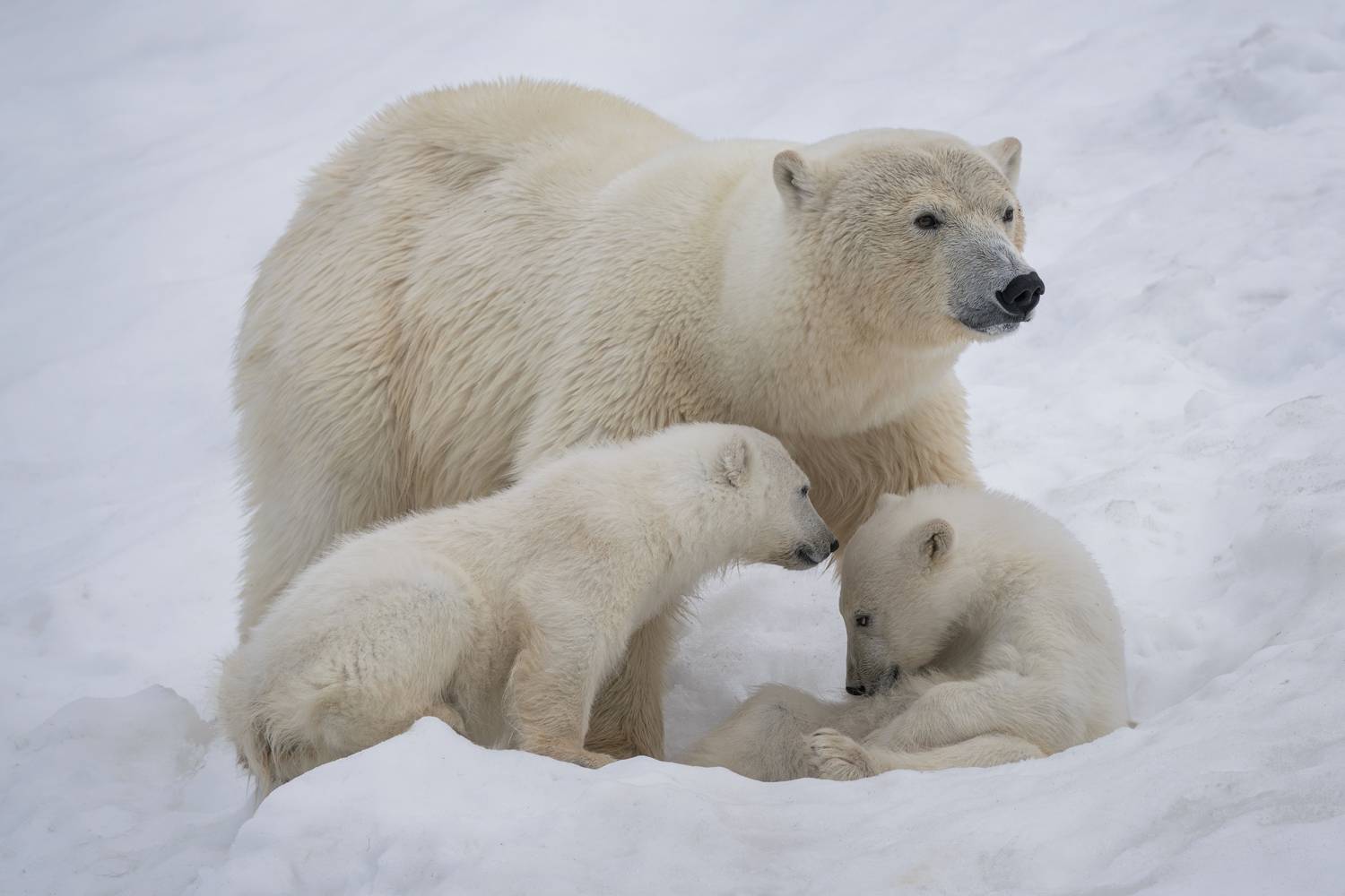 , Майк Рейфман