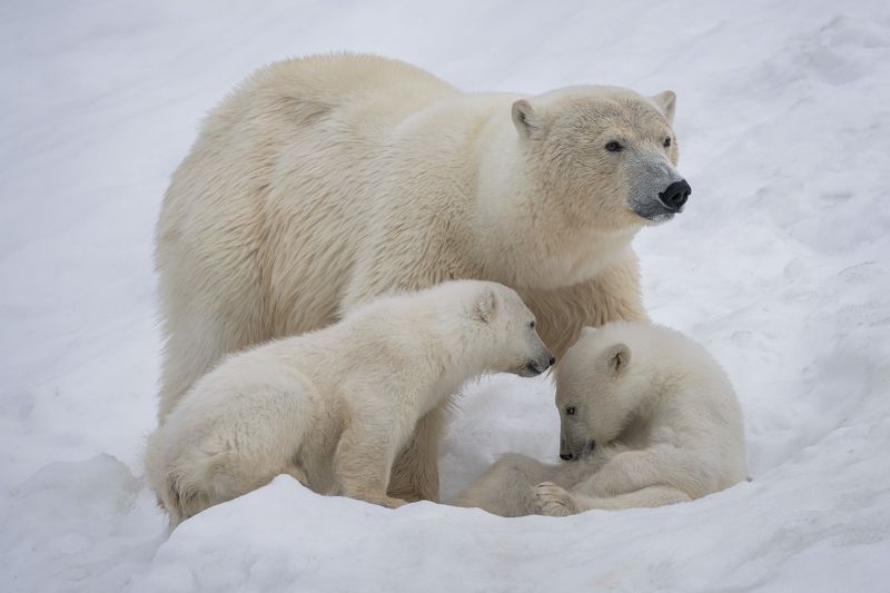 Trio фото превью
