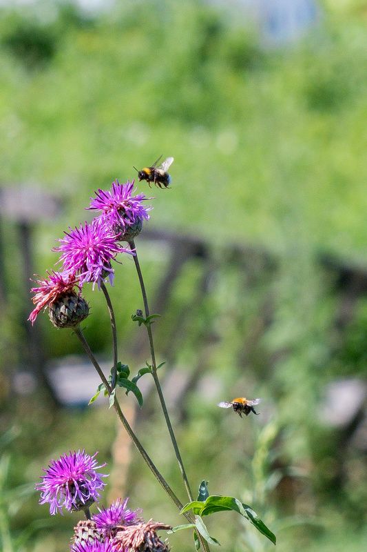 лето, макро, шмель  полет шмеля  фото превью