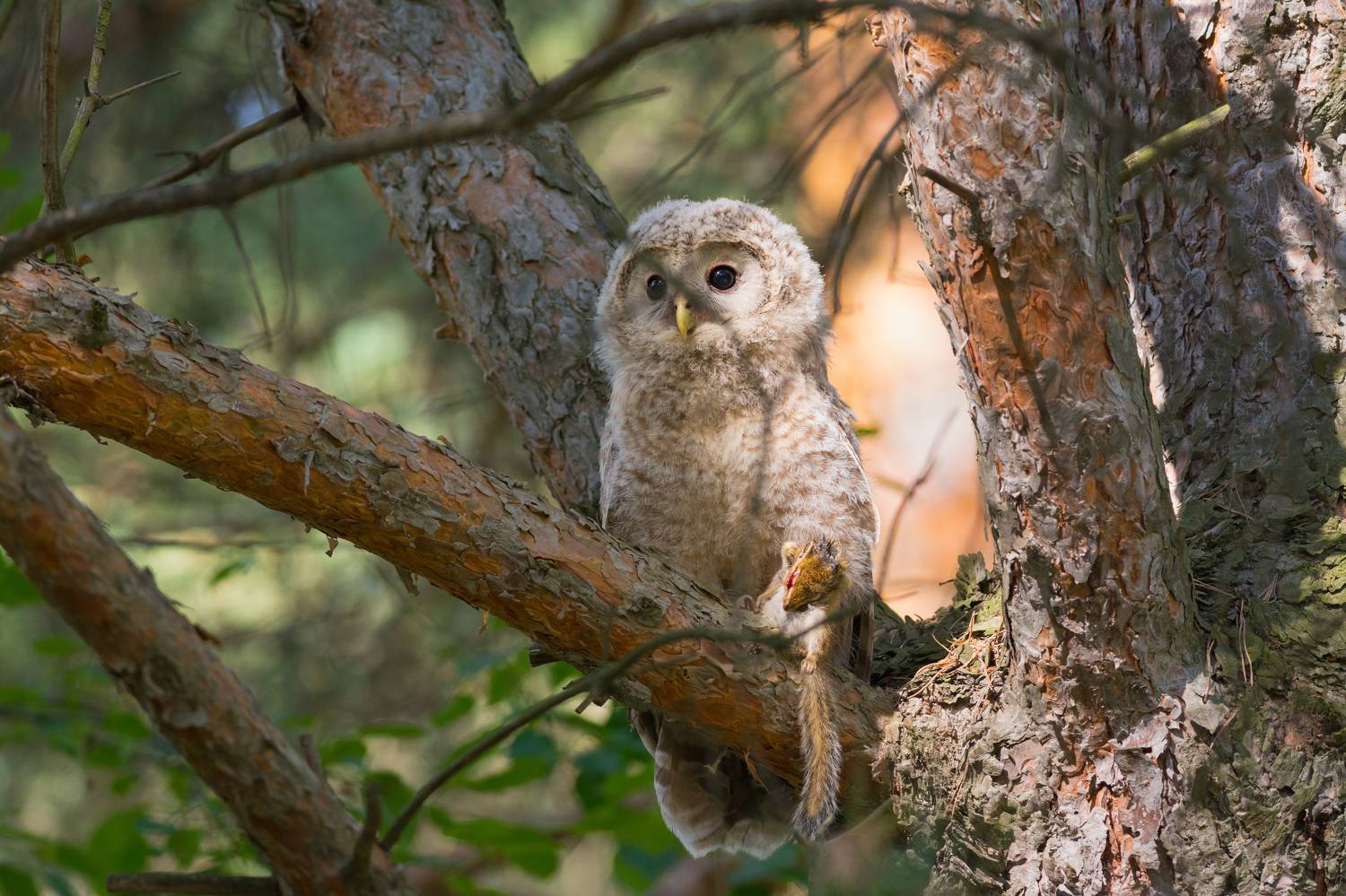неясыть, длиннохвостая неясыть, сова, совёнок, птицы, птица, новосибирск, лес, бор, лето, Воронов Денис