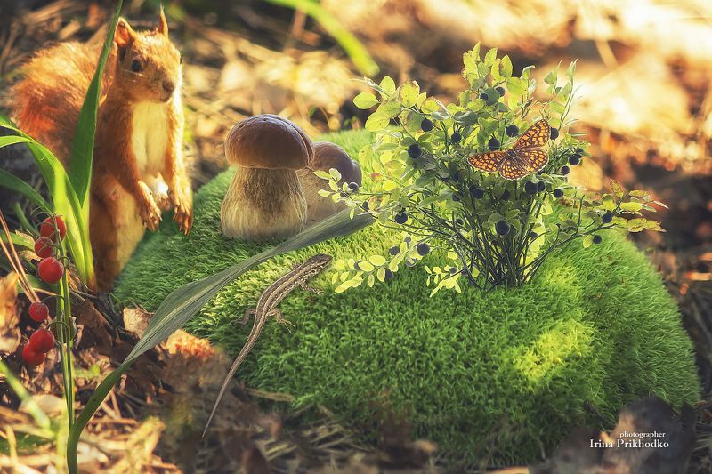 лесные сказки, постановочное фото, растения, дикая природа Запасы на зиму фото превью