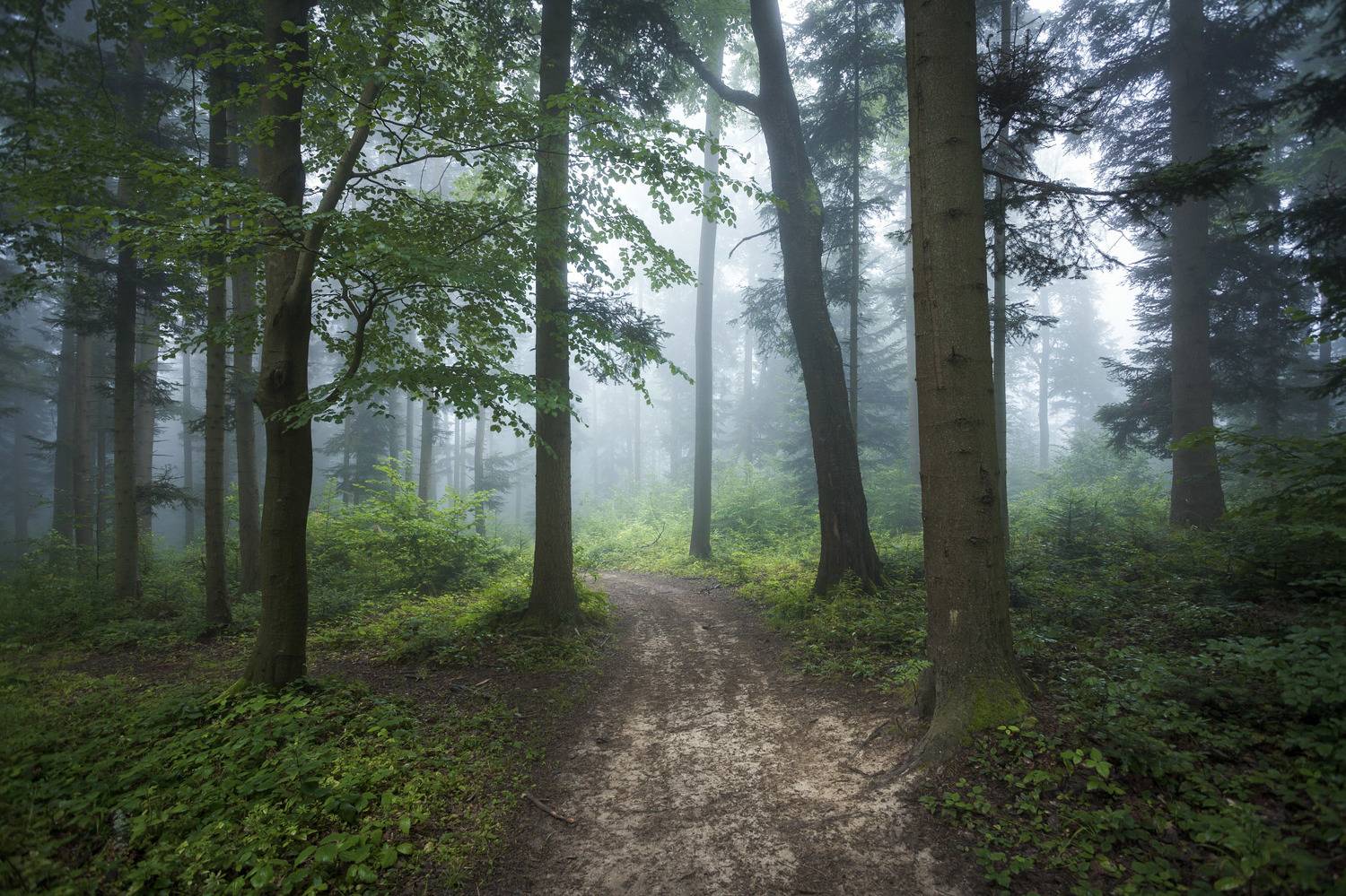 ,  Mirosław Pruchnicki