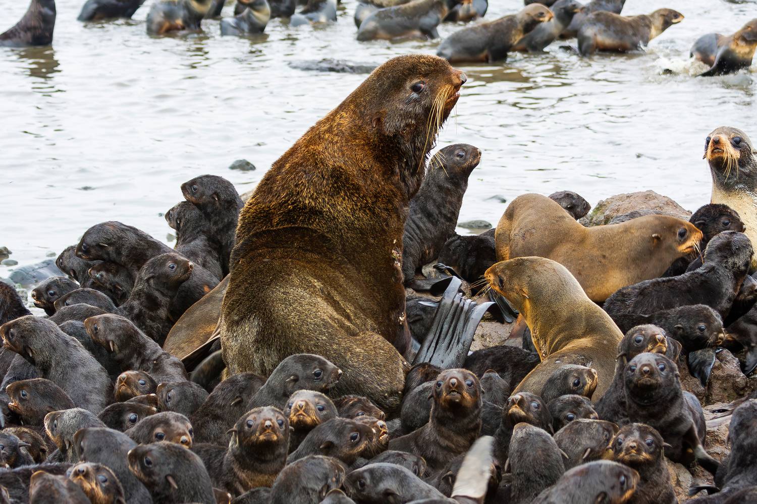 северные морские котики, секач, самки, щенки, чёрненькие, гарем, лежбище, остров беринга, командорские острова, Дмитрий Уткин