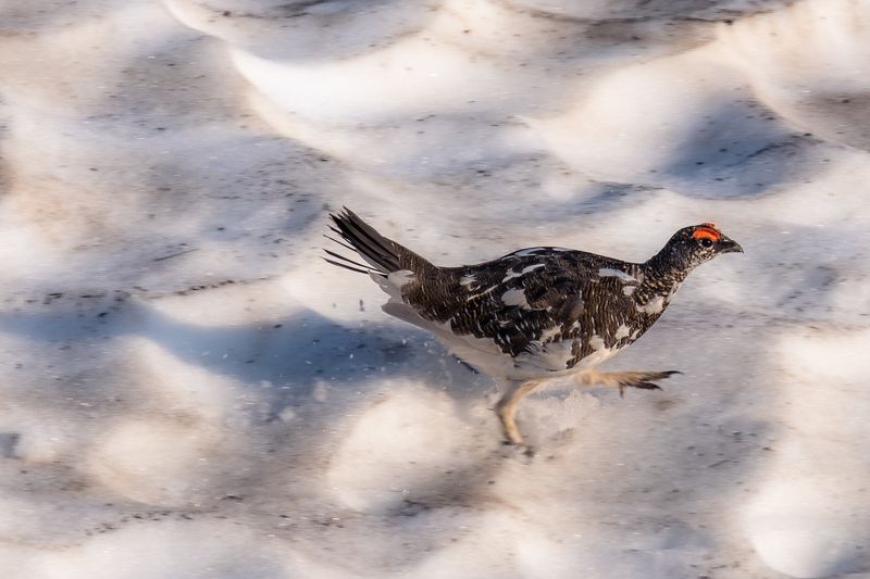 Kamchatka фото превью