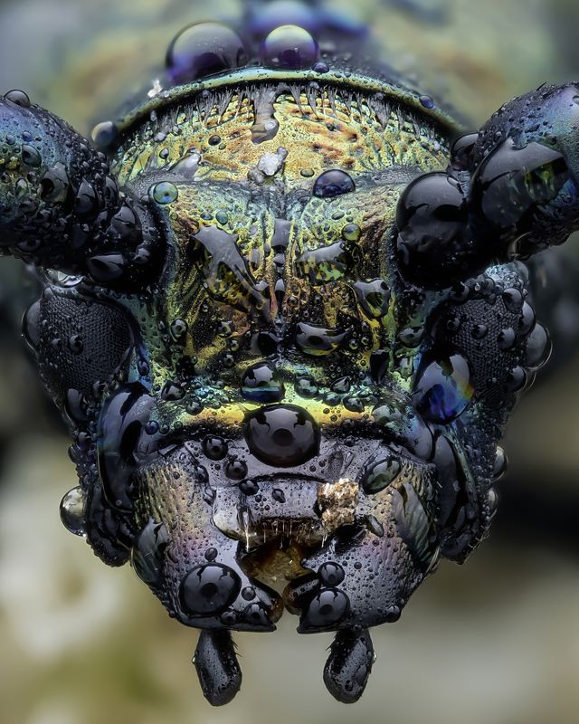 Aromia moschata фото превью