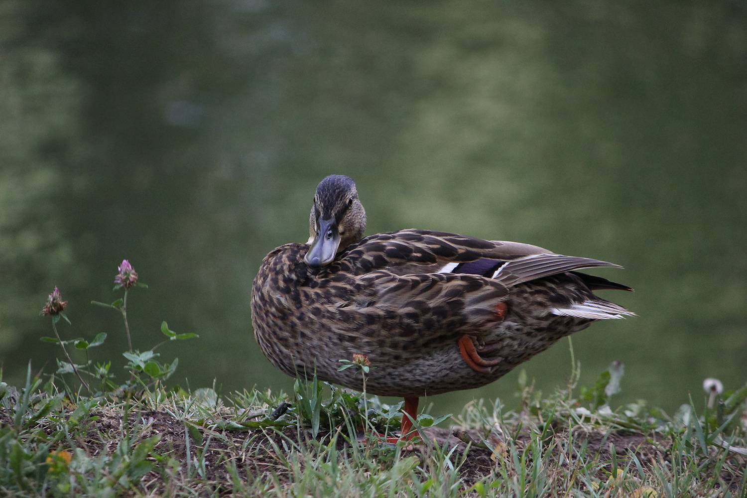 утка, кряква, anas platyrhynchos, КарОл