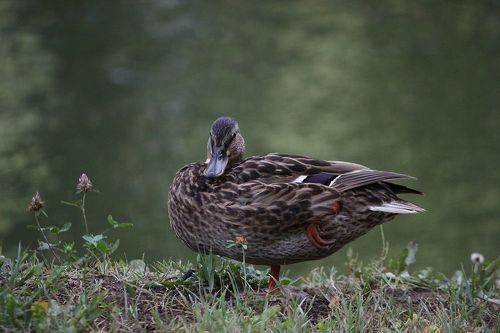 Позирующая Кряквочка