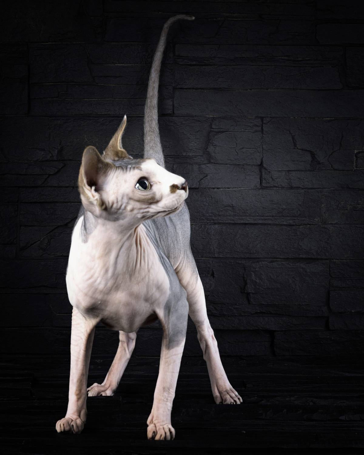 канадский сфинкс , Igor Lukin