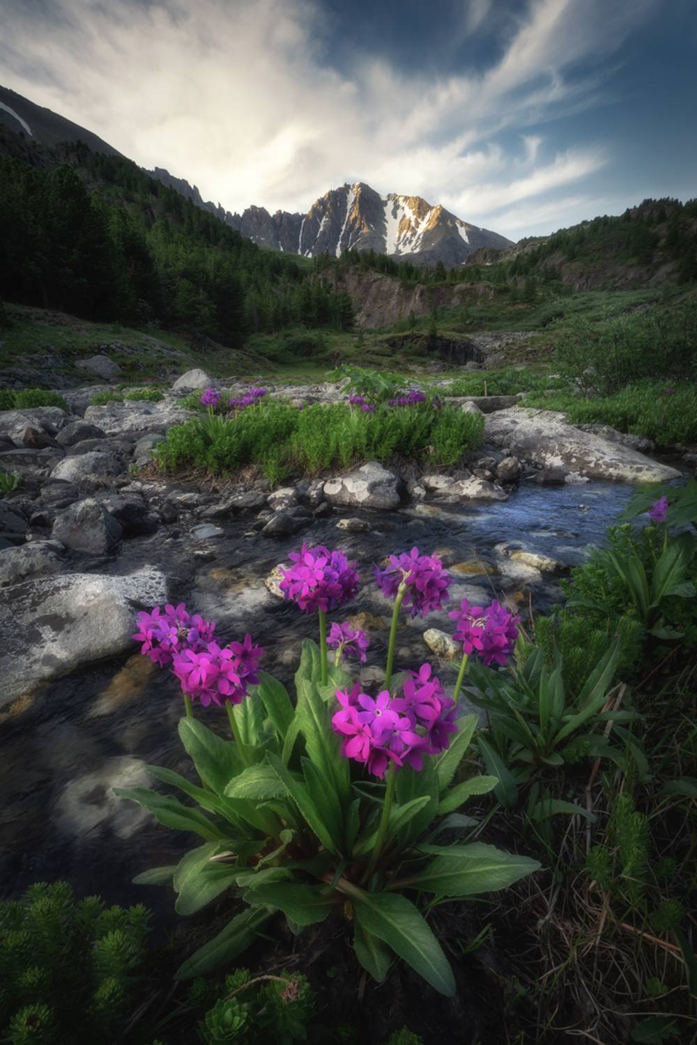 алтай, летний алтай, поход, катунский хребет, республика алтай, горный пейзаж, первоцвет снежный, усть-коксинский район, высокогорье, primula nivalis, примула, протоки, цветы алтая, горная река, Рубан Алена