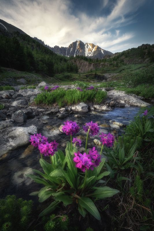 алтай, летний алтай, поход, катунский хребет, республика алтай, горный пейзаж, первоцвет снежный, усть-коксинский район, высокогорье, primula nivalis, примула, протоки, цветы алтая, горная река Primula nivalis фото превью