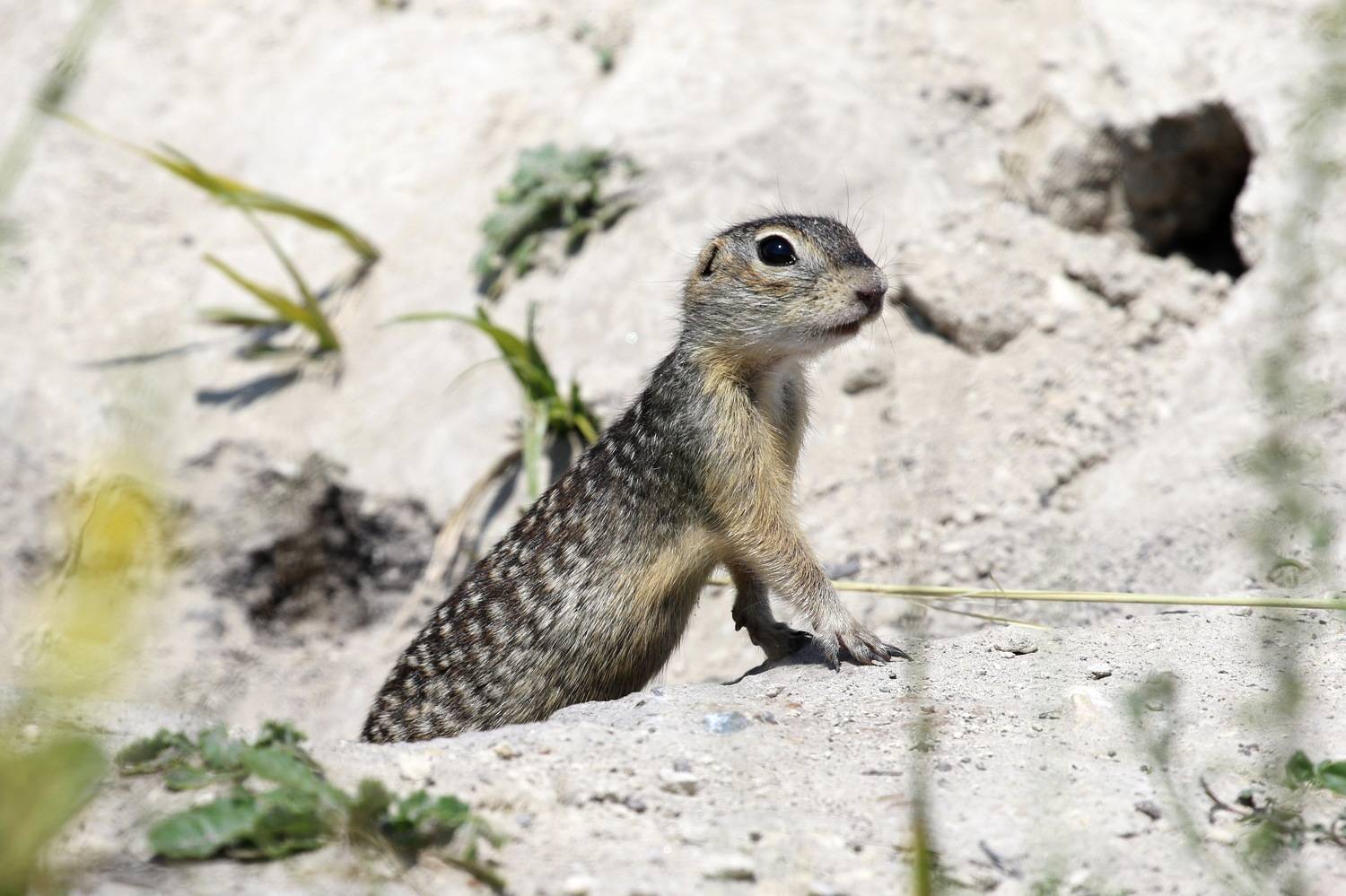 , Евгений Софронов