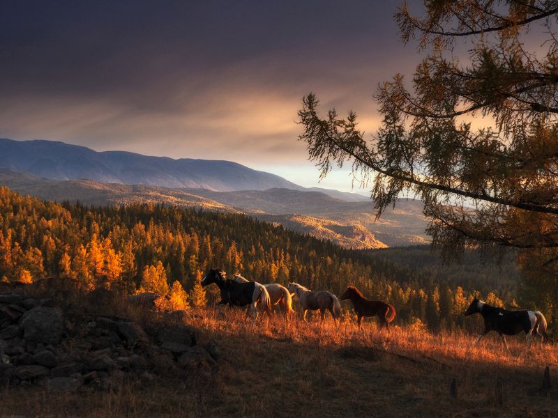 алтай, лошади, горный алтай, улаганское нагорье Улаганское нагорье фото превью
