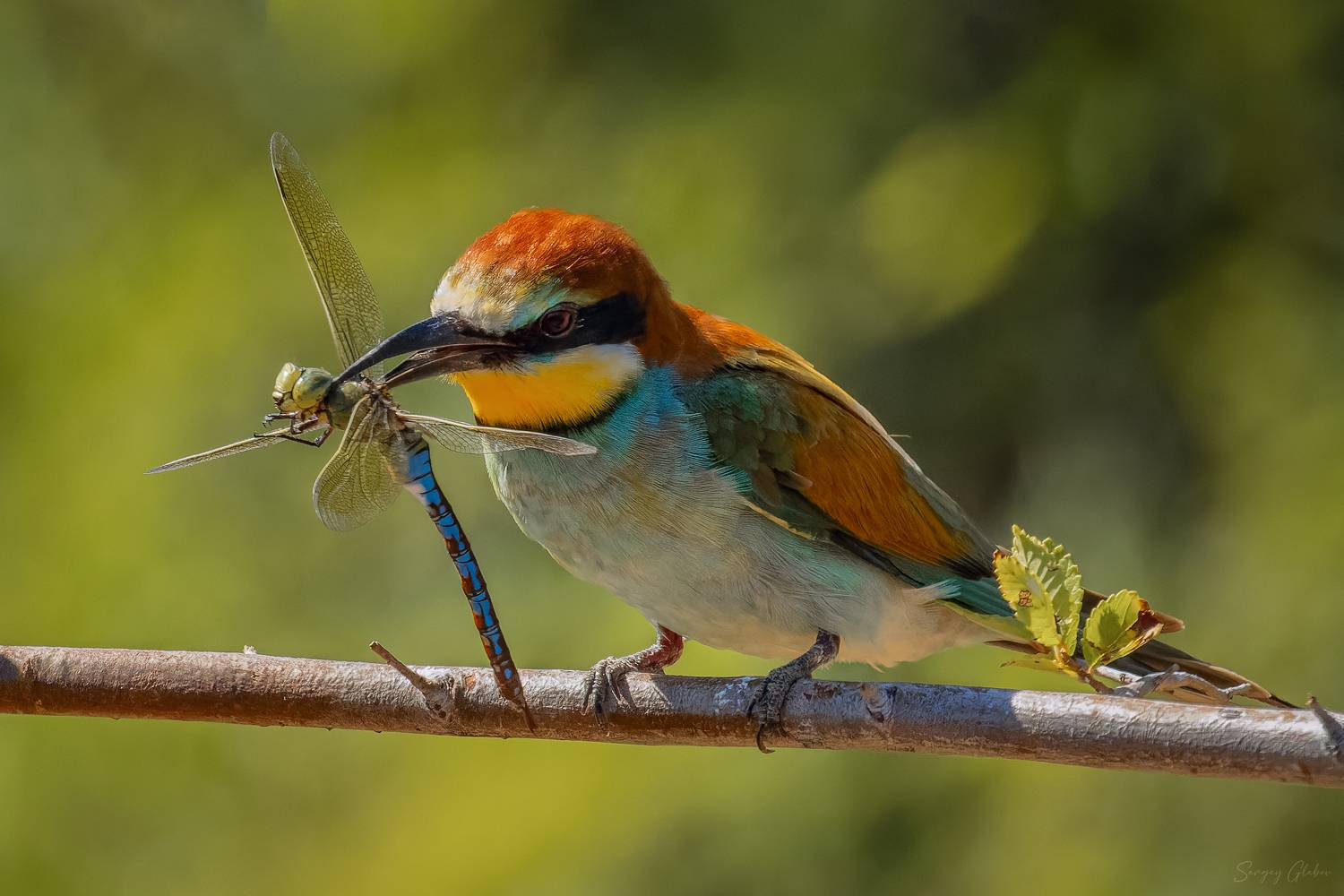 щурка, птицы, пернатые, Глебов Сергей