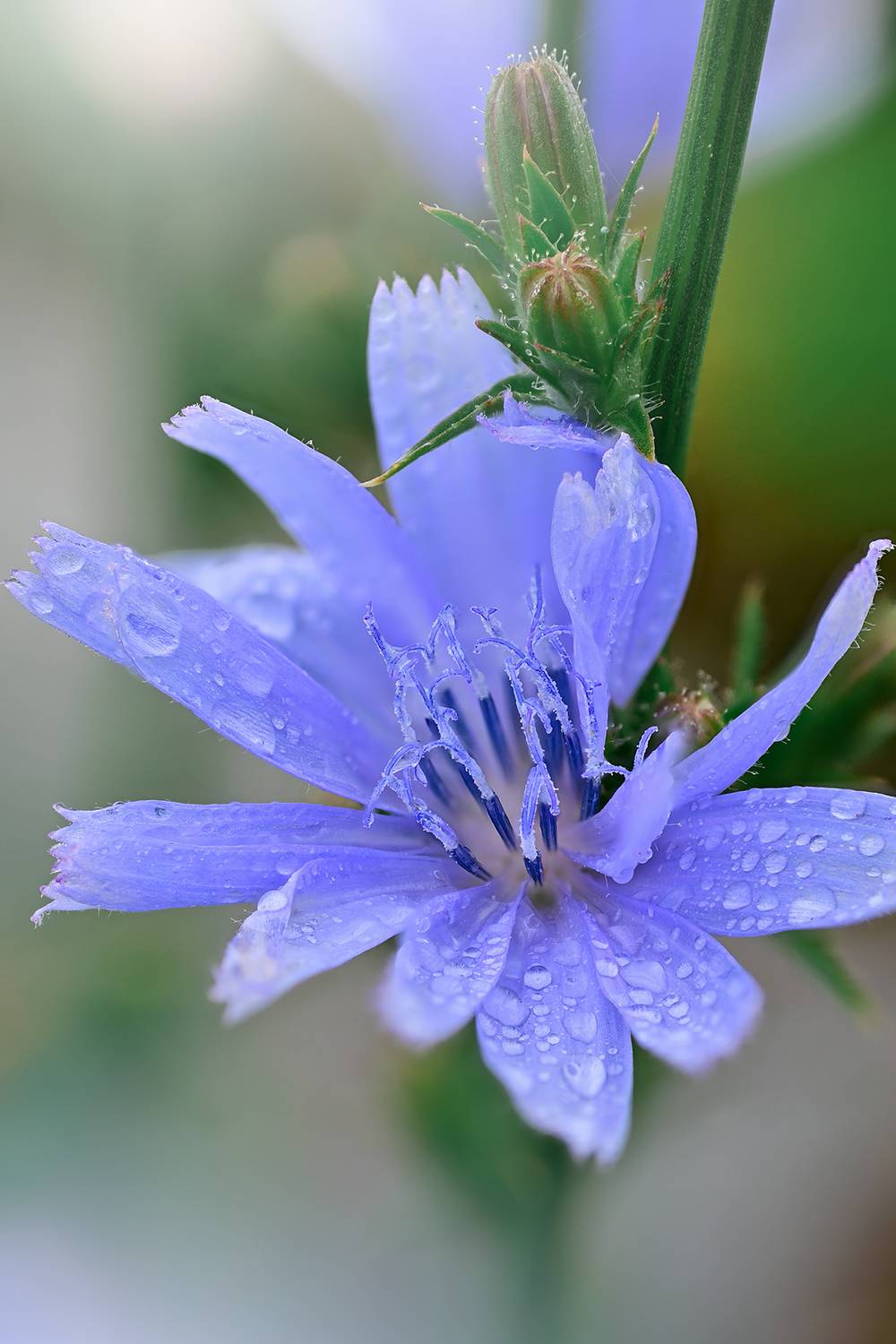 , Калёв Сергей