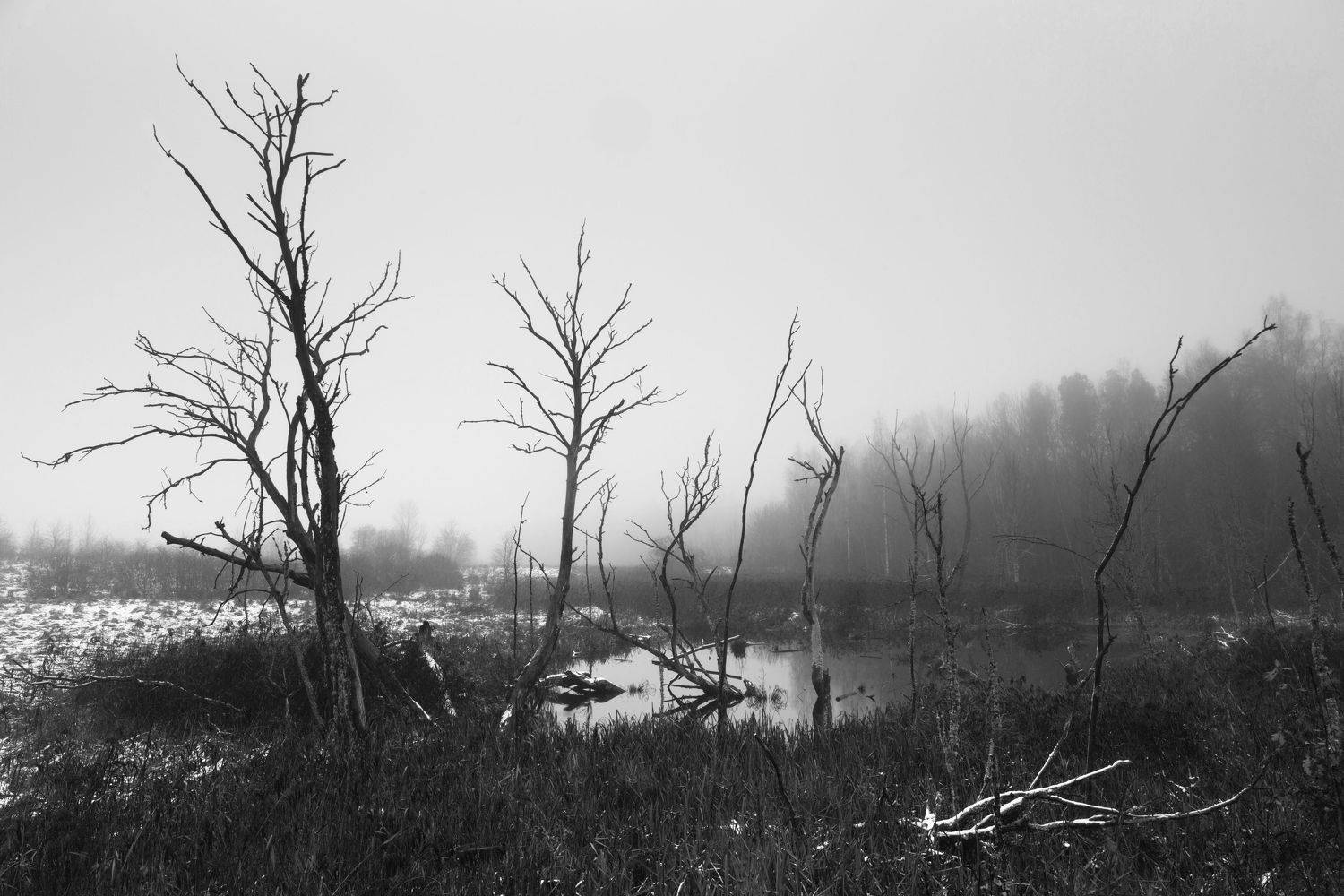 , Алексей Шамашов