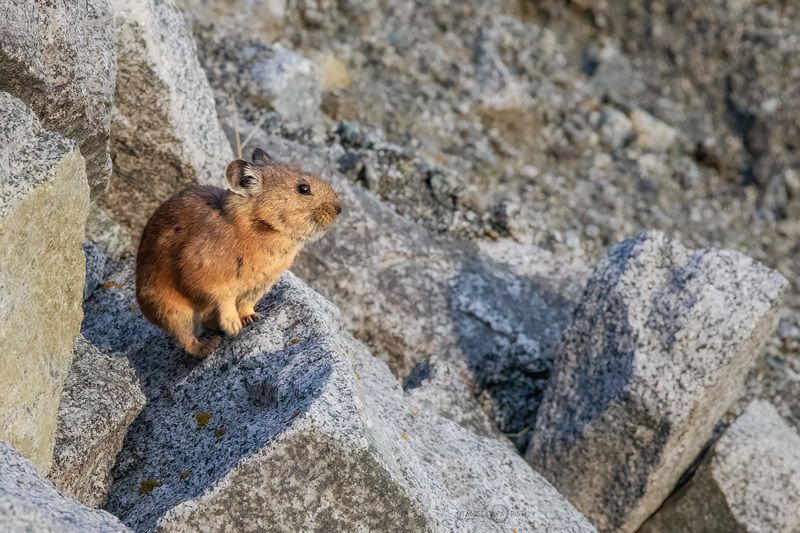 Алтайская пищуха фото превью