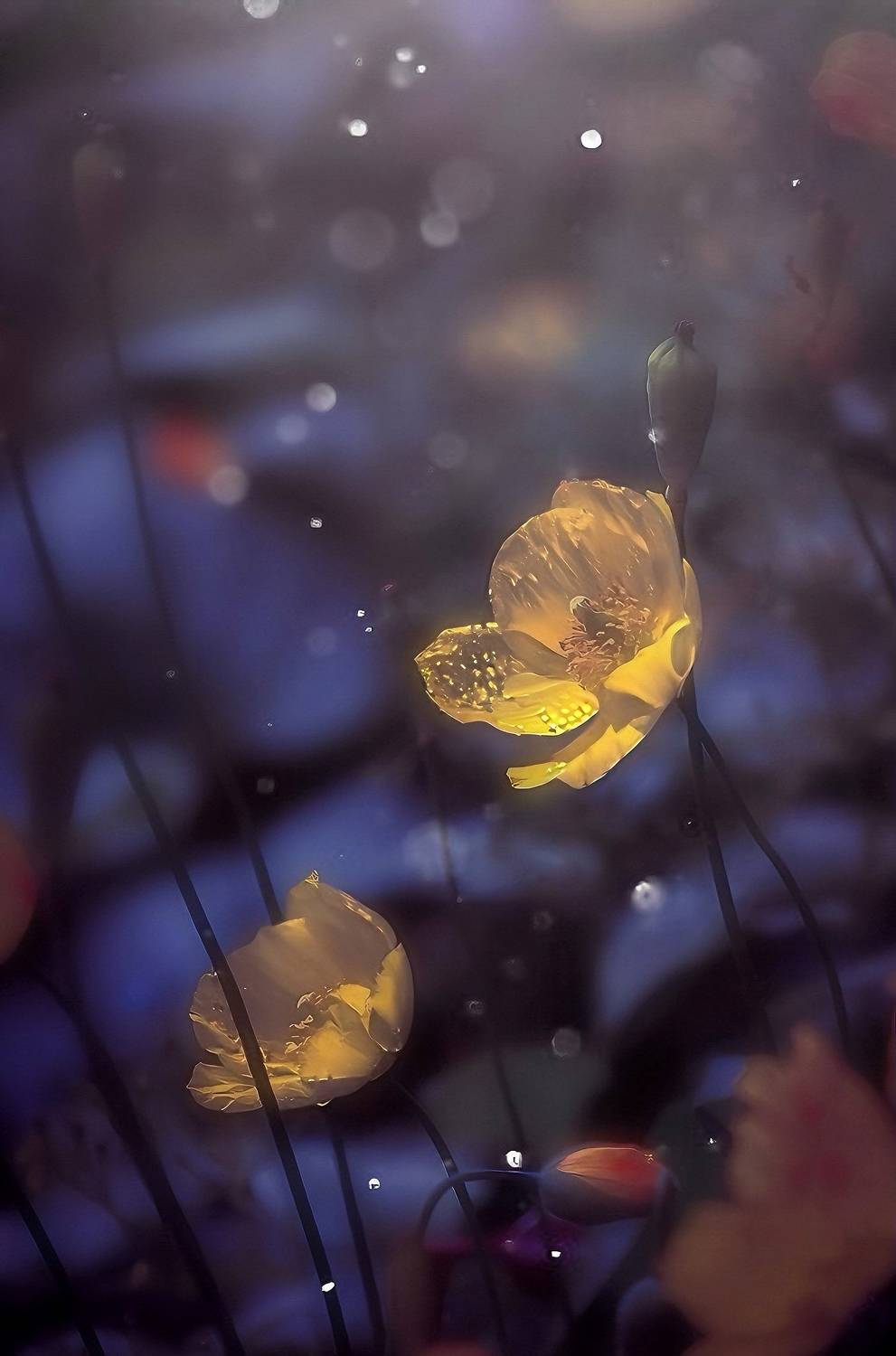 макро, macro, цветы, flower, лето, summer, мак, Julia Kaissa