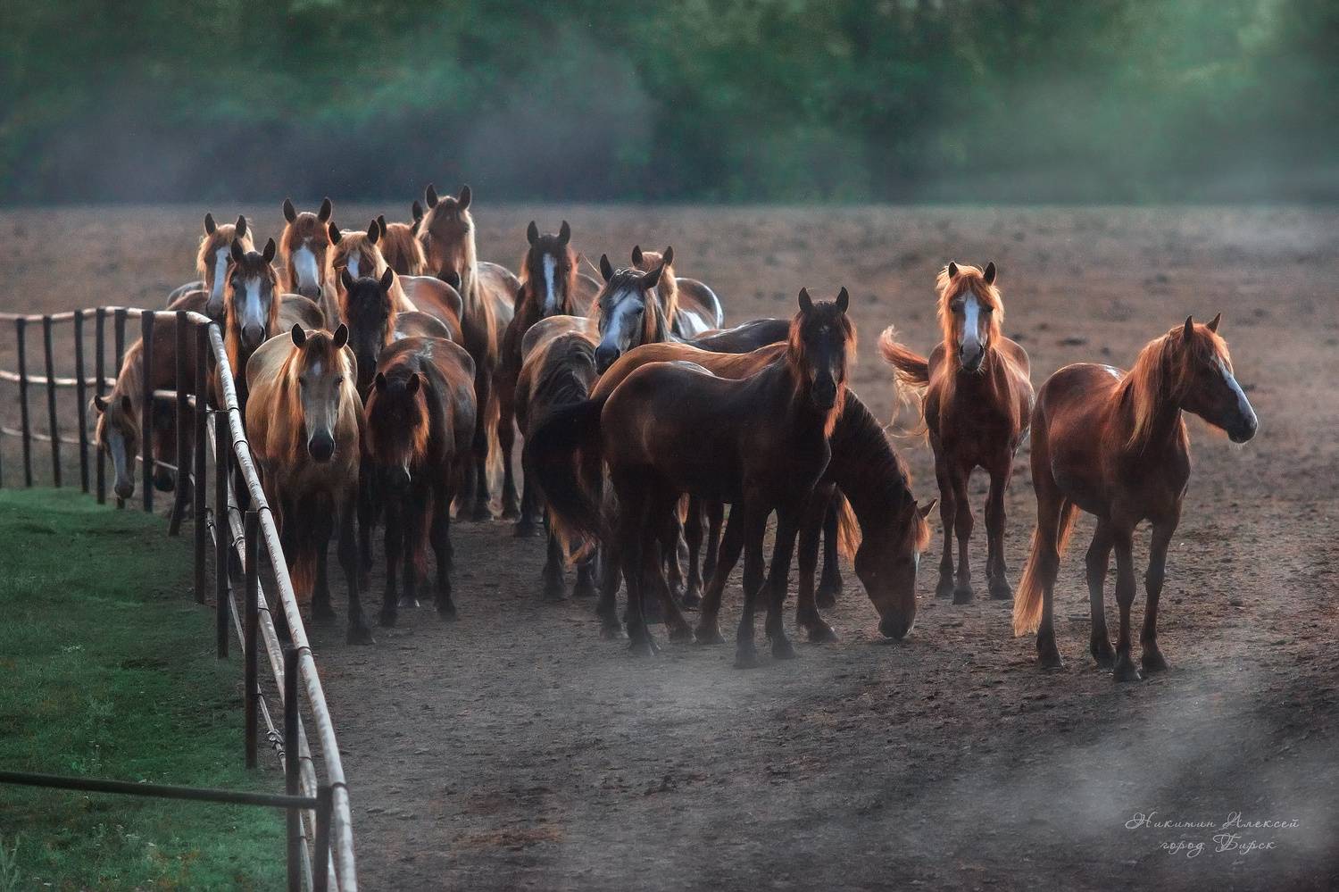 , Никитин Алексей