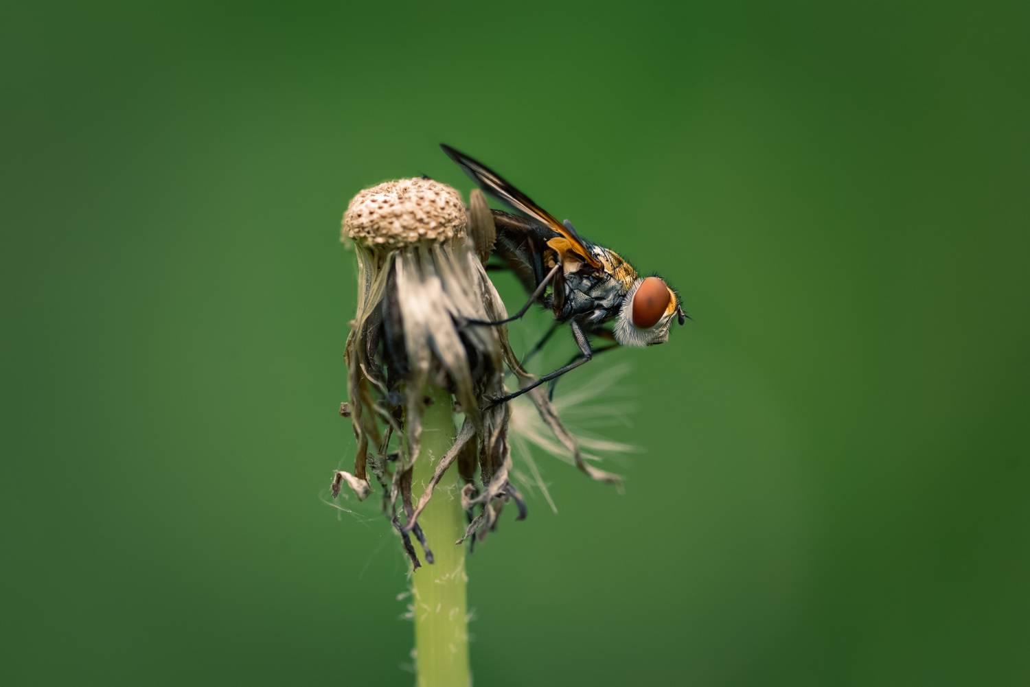 , Рагинская Ольга