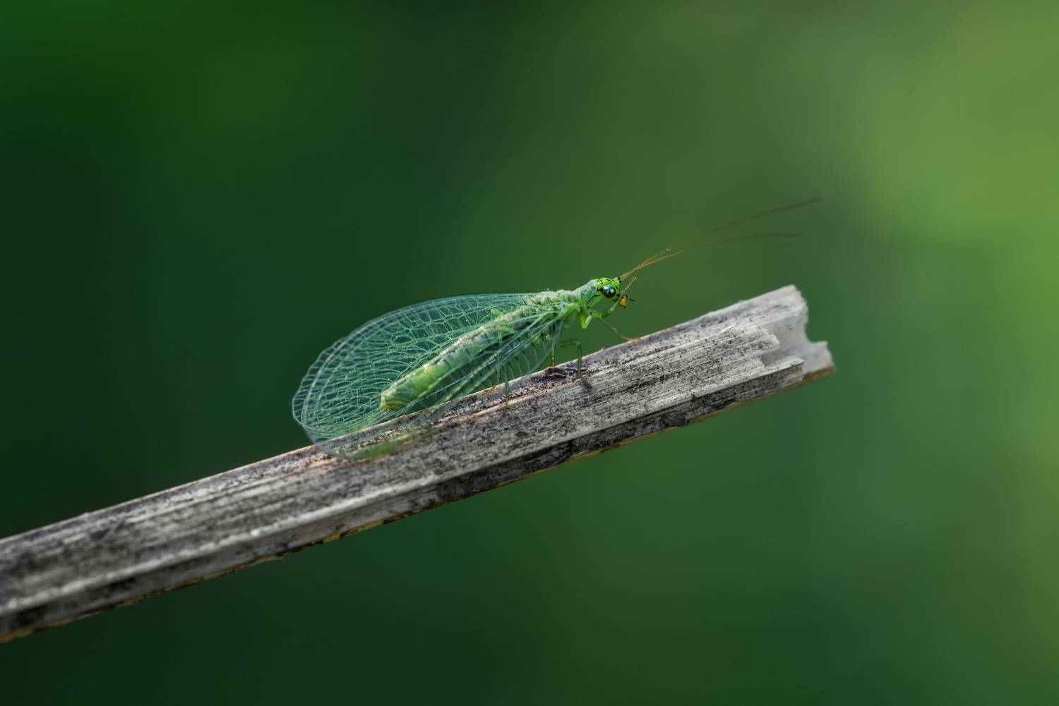 , Рагинская Ольга