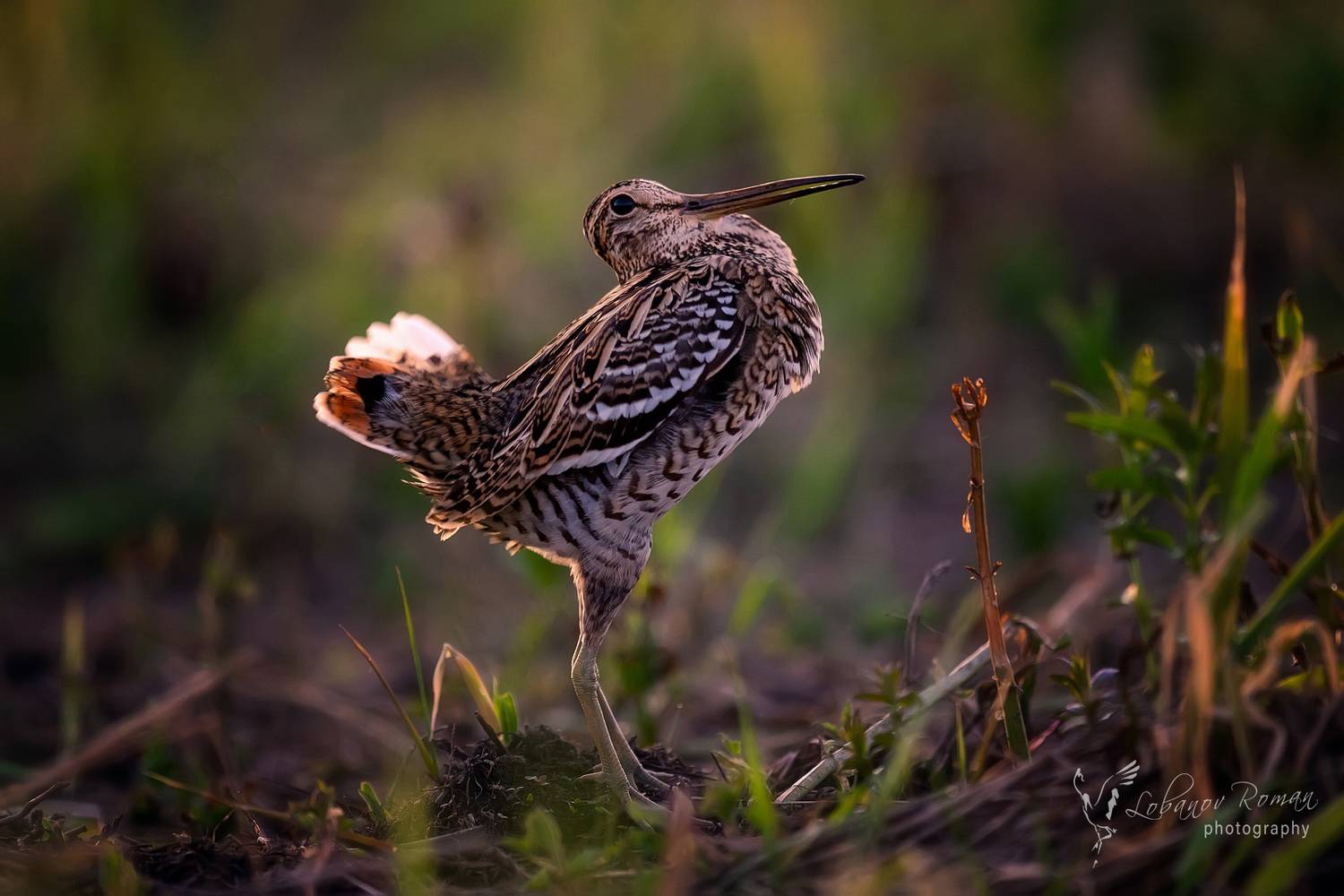 , Лобанов Роман