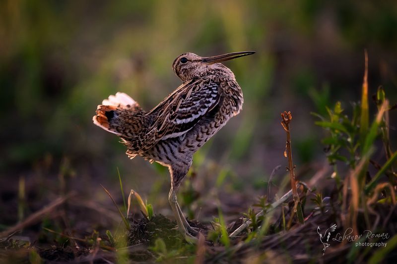 * * * фото превью