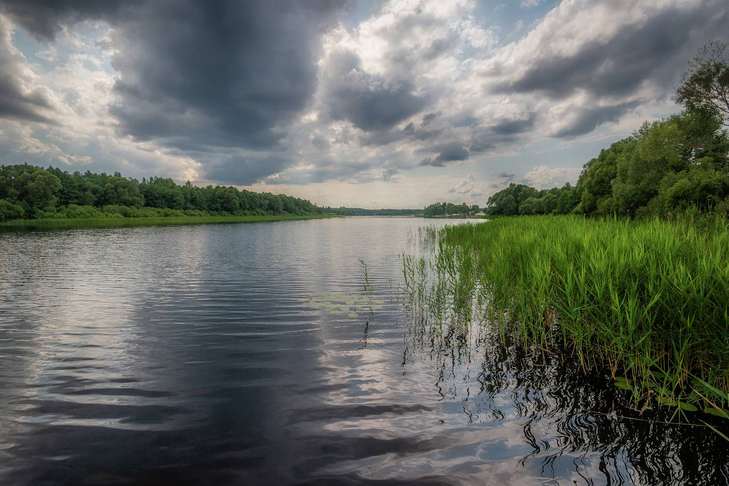 Река, созь, тростник, июль, Сергей Аникин