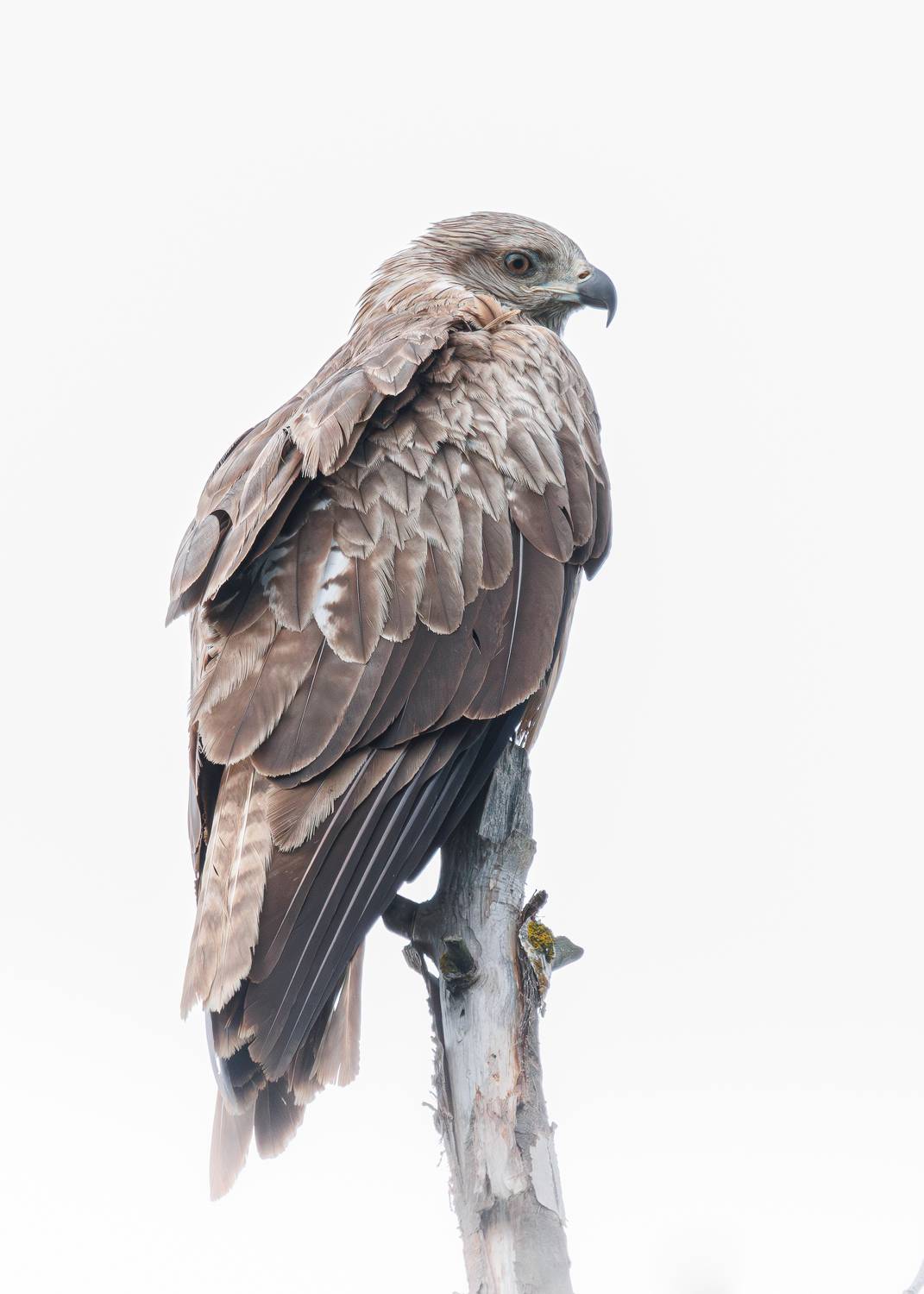 , Гильманов Артур