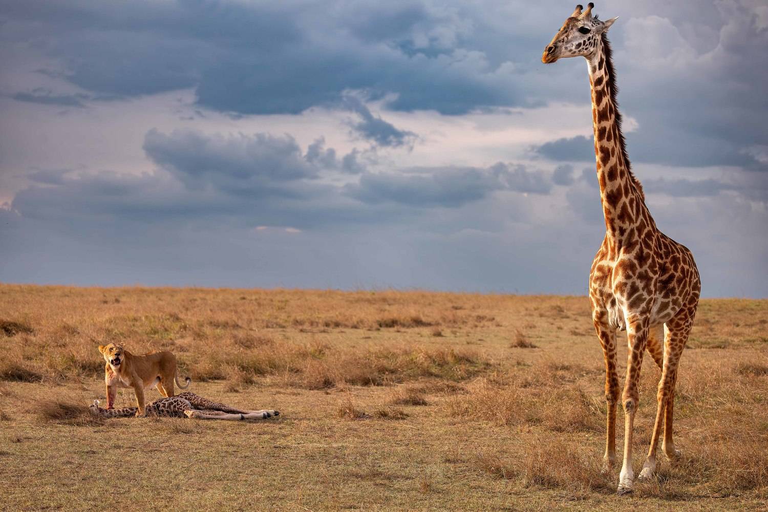 #lionkill #mother #canon #wildlife #naturephotography, praveesh pv