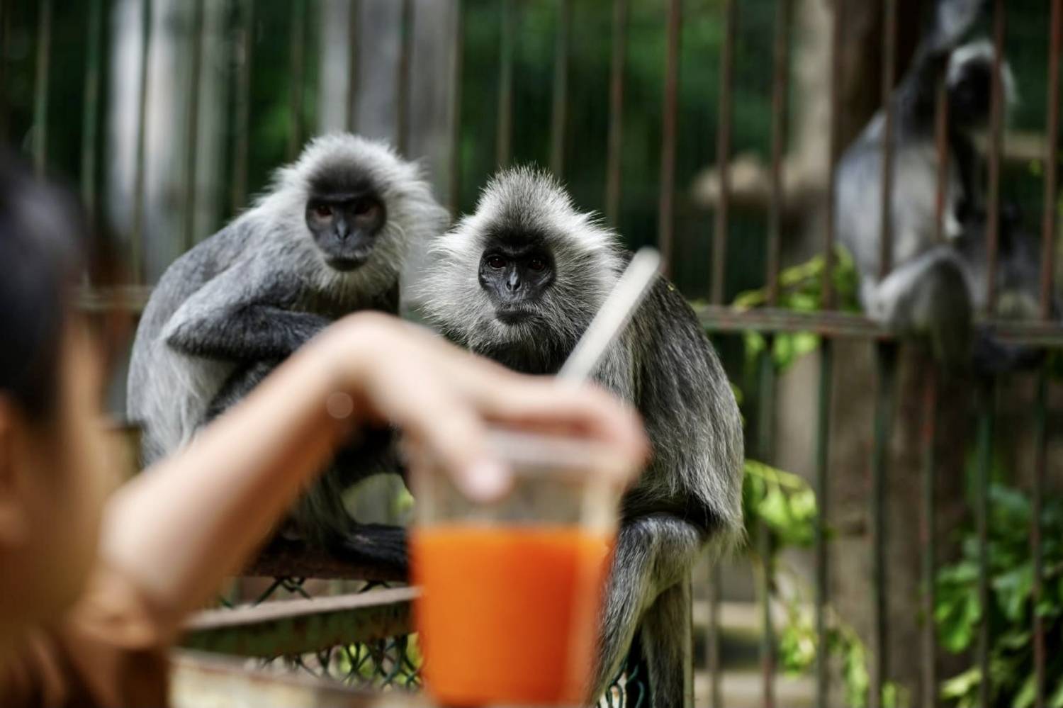 Лангуры, обезьяны, зоопарк, Светлана Зимина