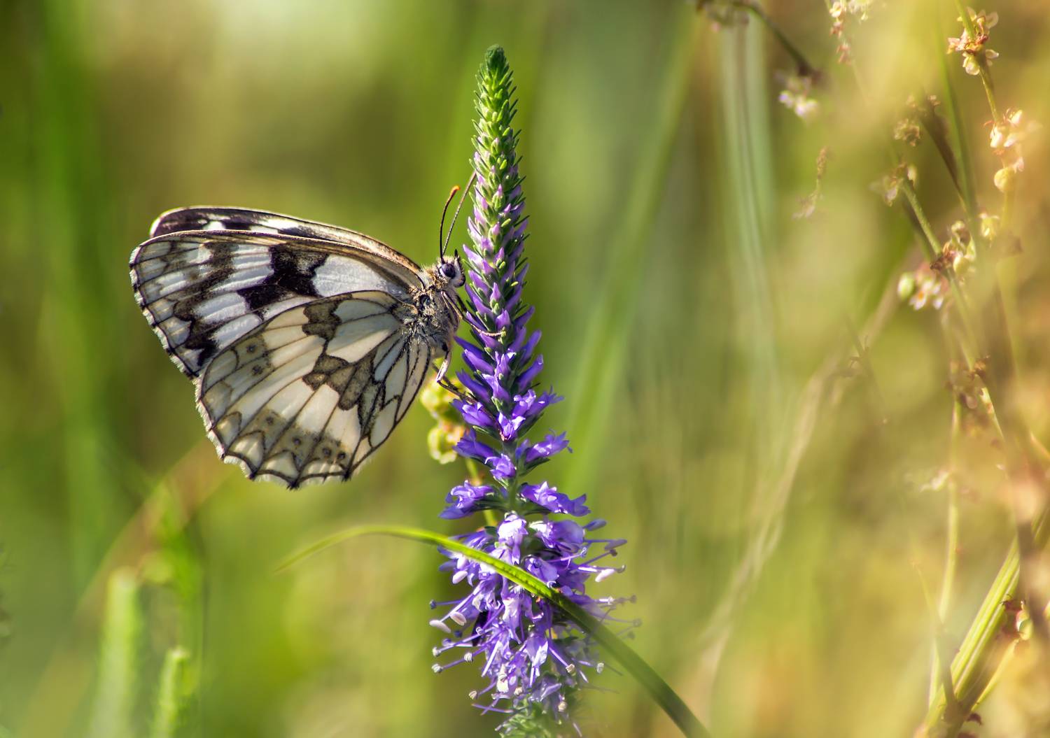 , Чепленко Алексей