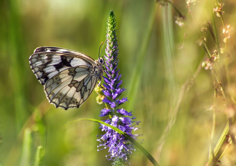 Пестоглазка фото превью