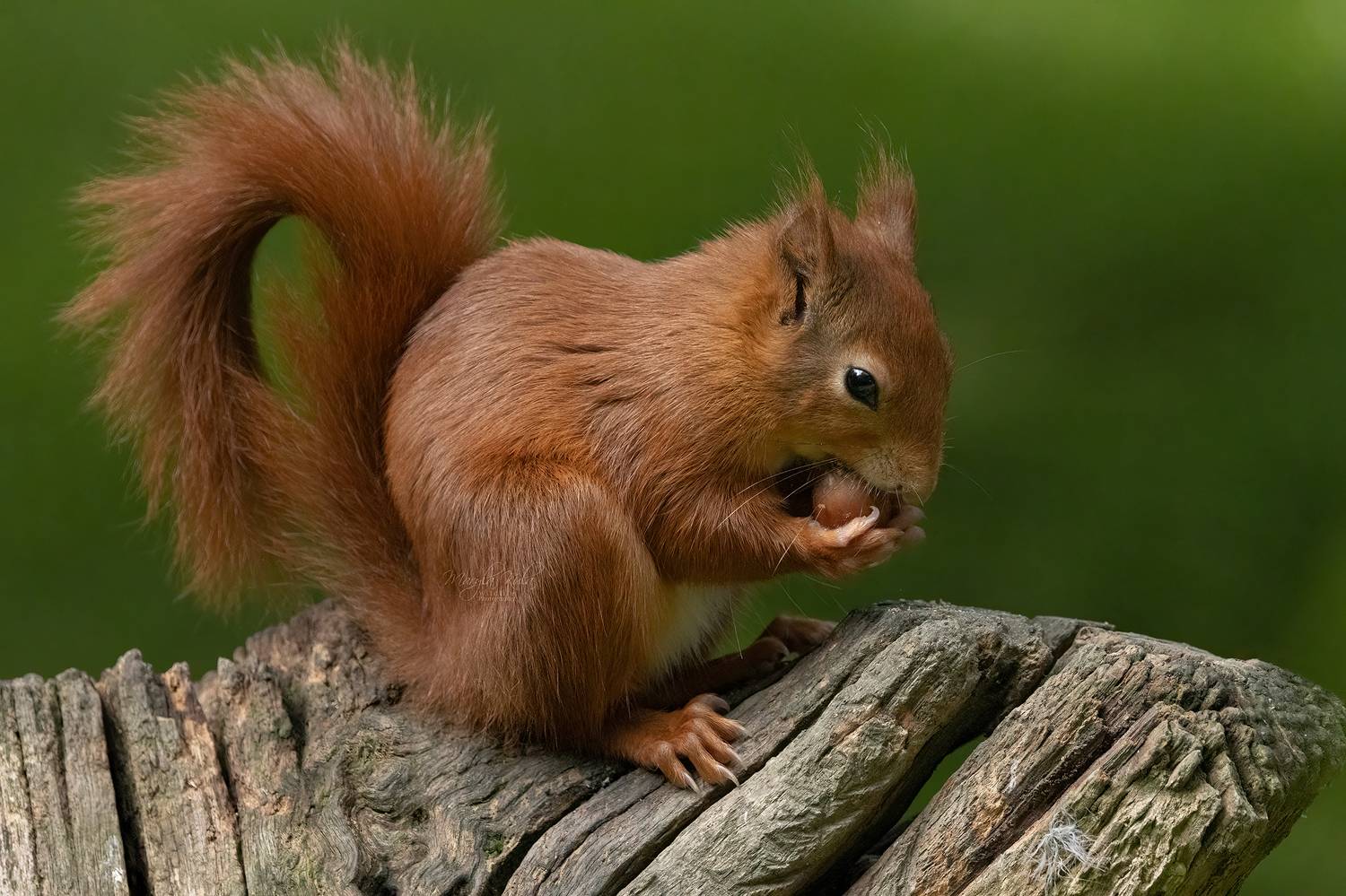 red squirrel, animals, nature, wildlife, canon, MARIA KULA