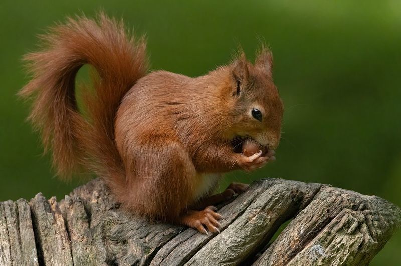 red squirrel, animals, nature, wildlife, canon Red Squirrel фото превью