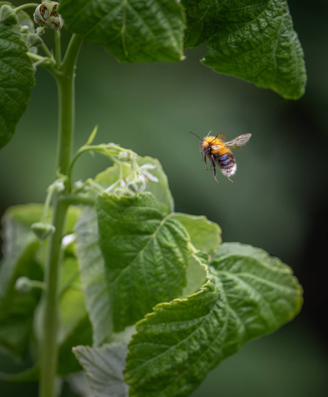 , Курлянцев Алексей