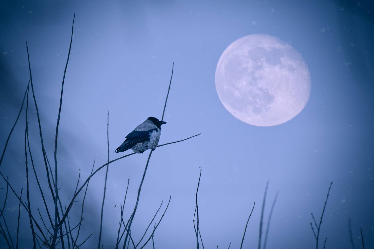 , Рагинская Ольга