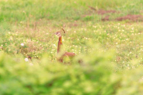 Peafowl