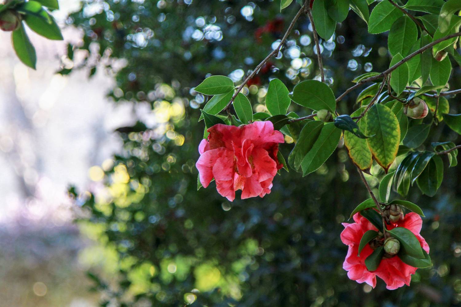 Камелии, Lilia Tkachenko