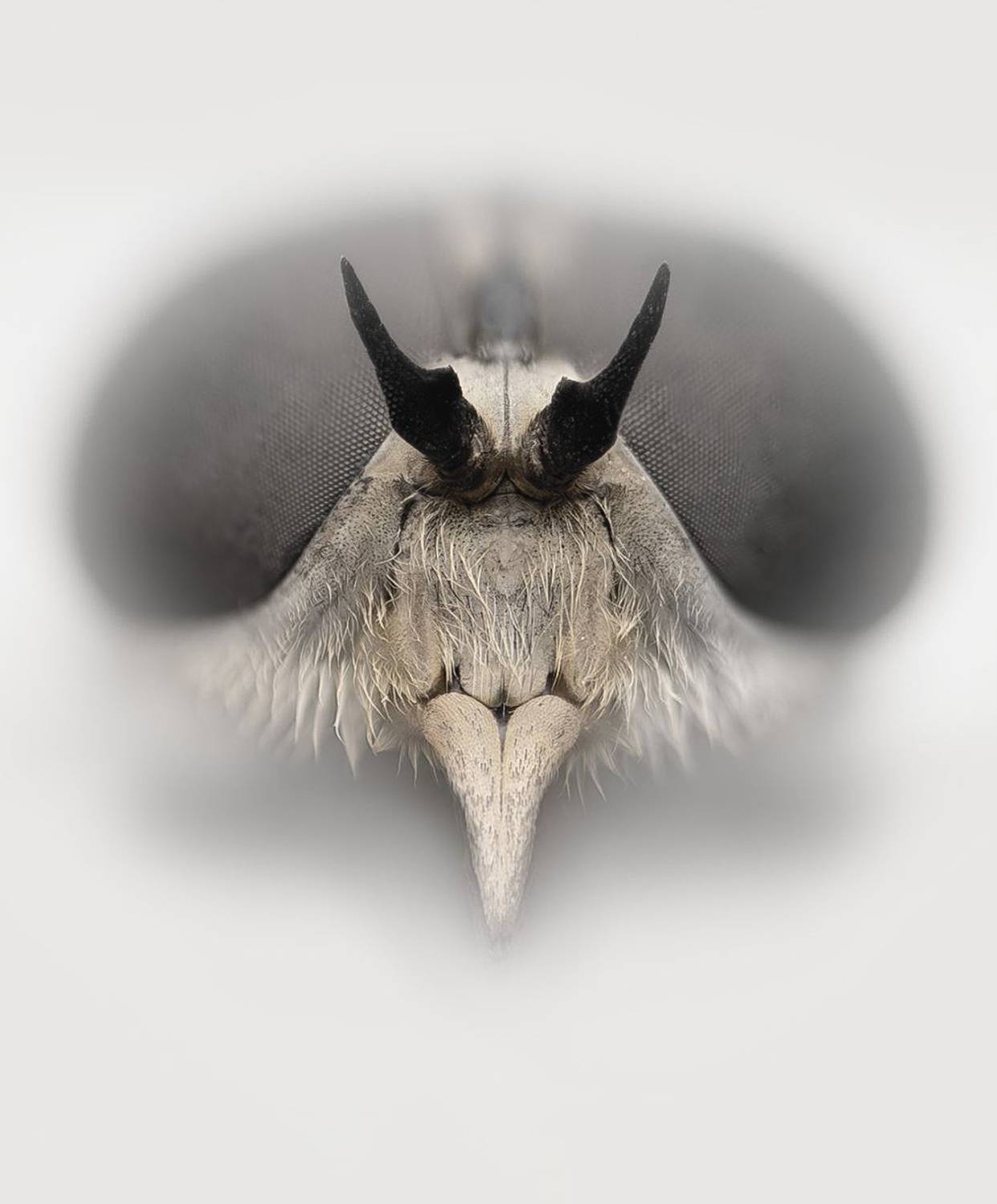 tabanus, sudeticus, Kavaliauskas Eugenijus