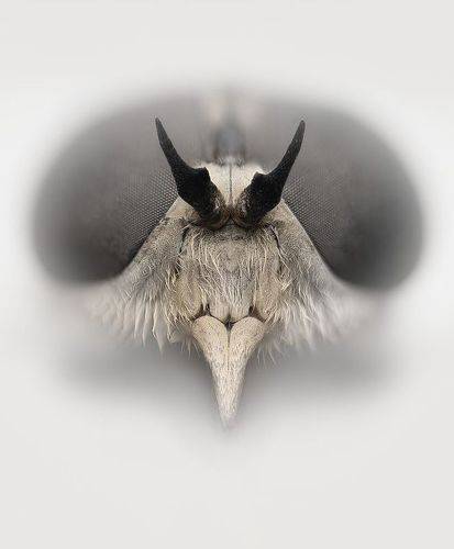 Кусает - она