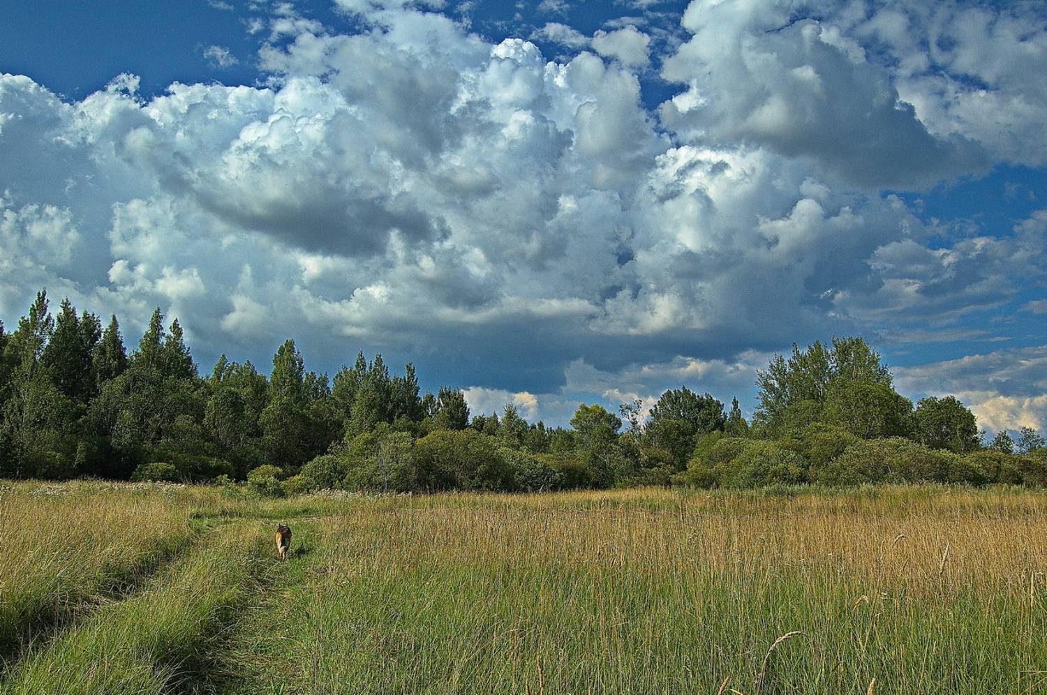 , Николаев Владимир