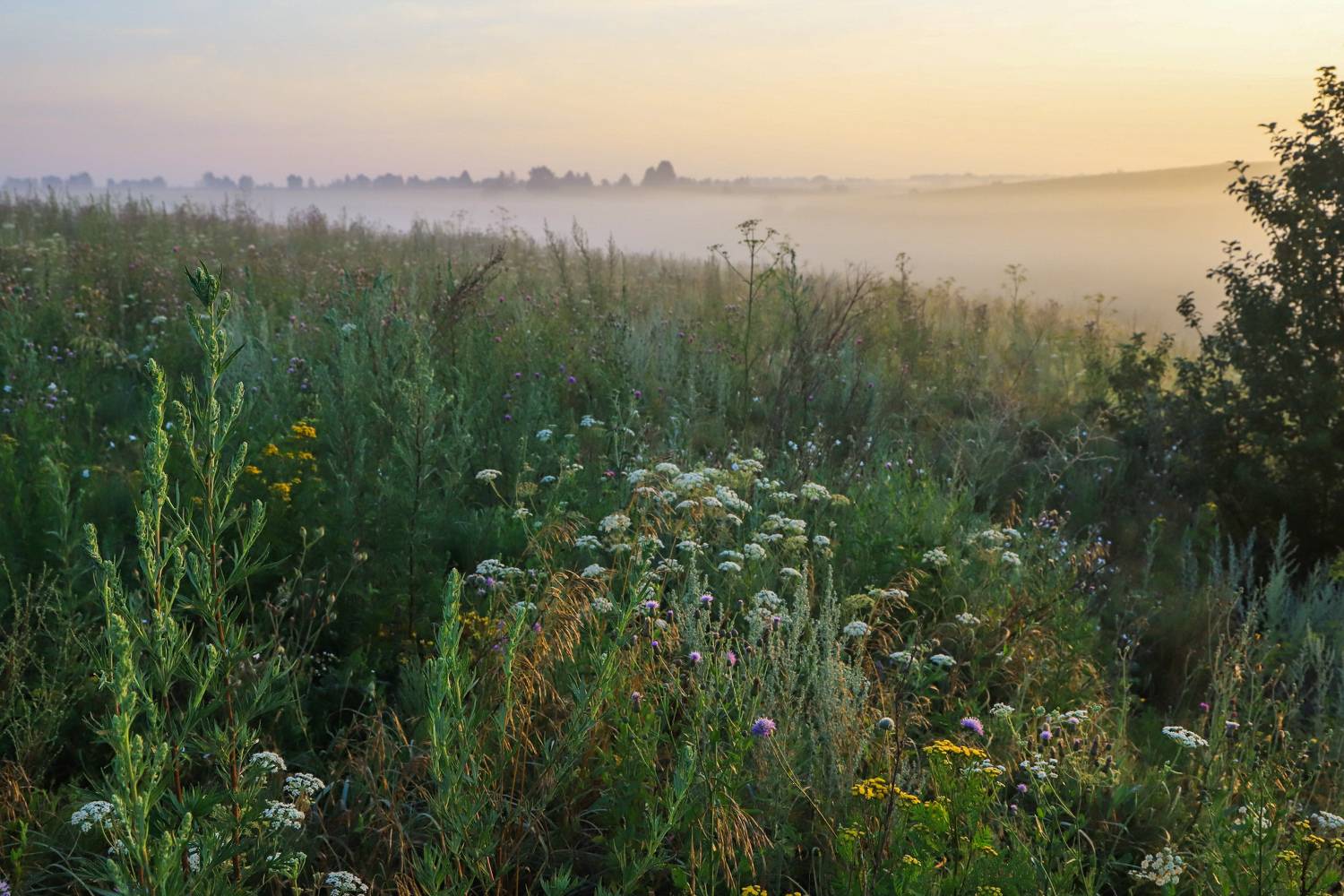 утро, туман, луга, лощина, пейзаж, Юрий Морозов