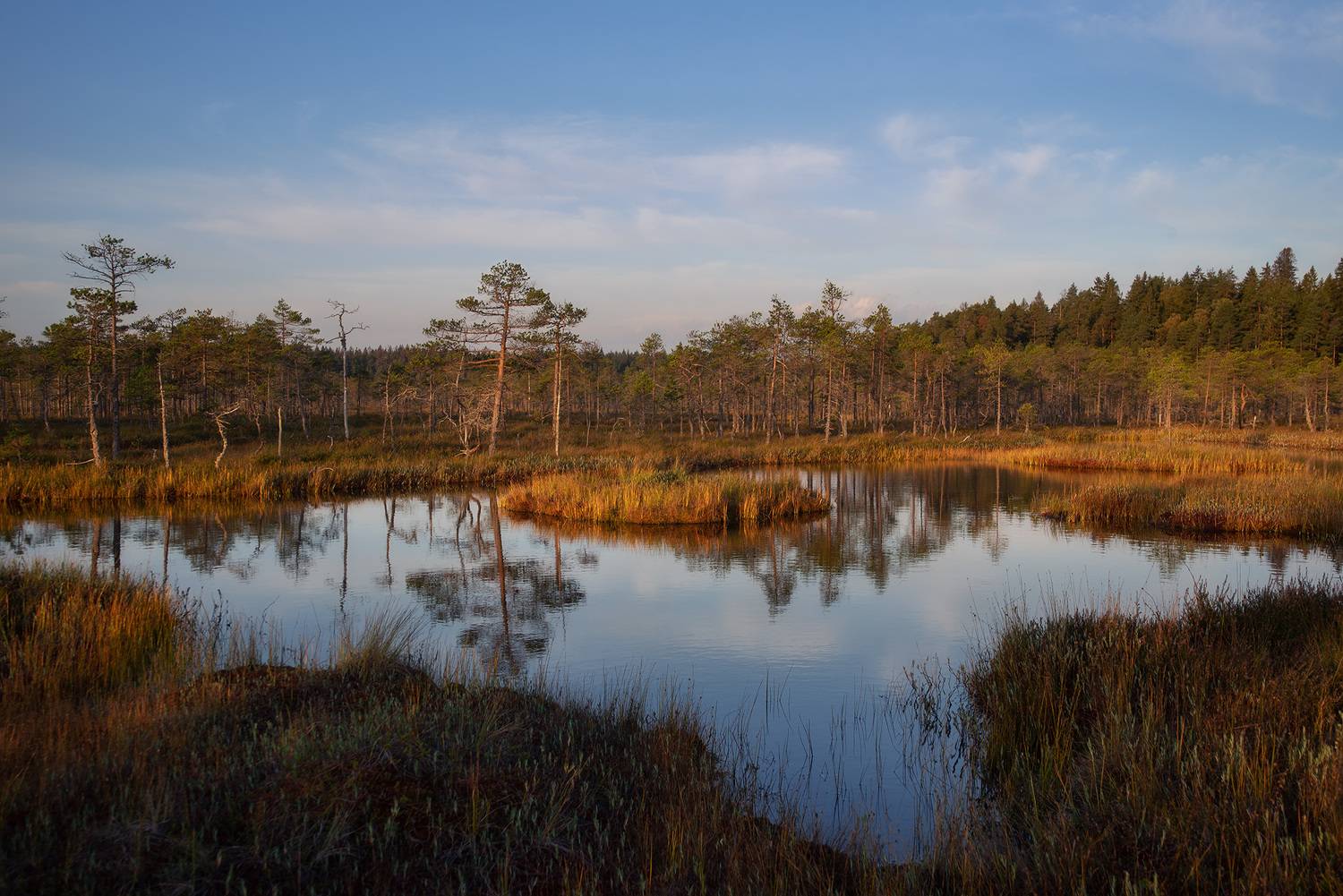 осень, болота, ленинградская область, рассвет, Петрова Анастасия