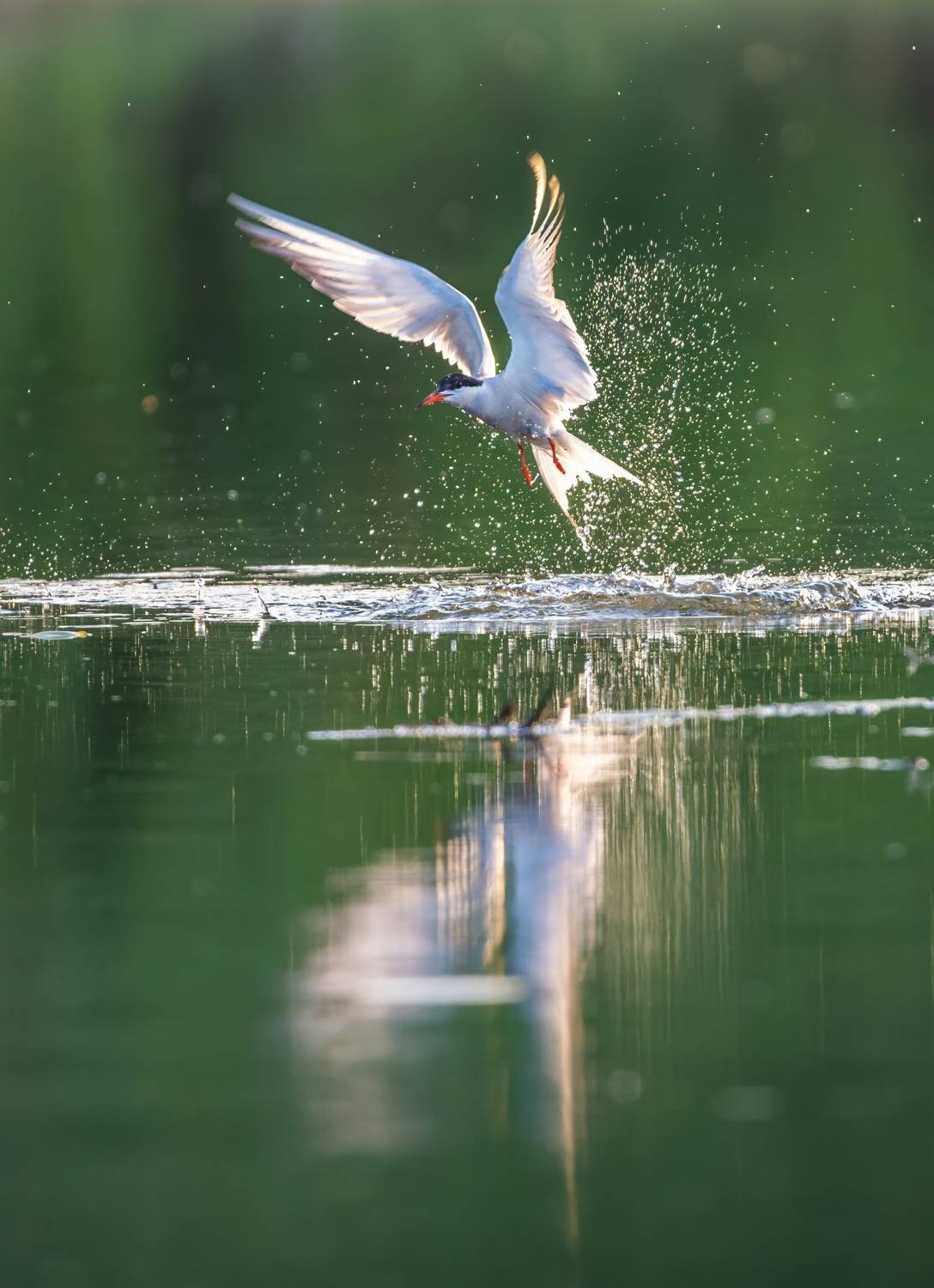 , Дэм Константин