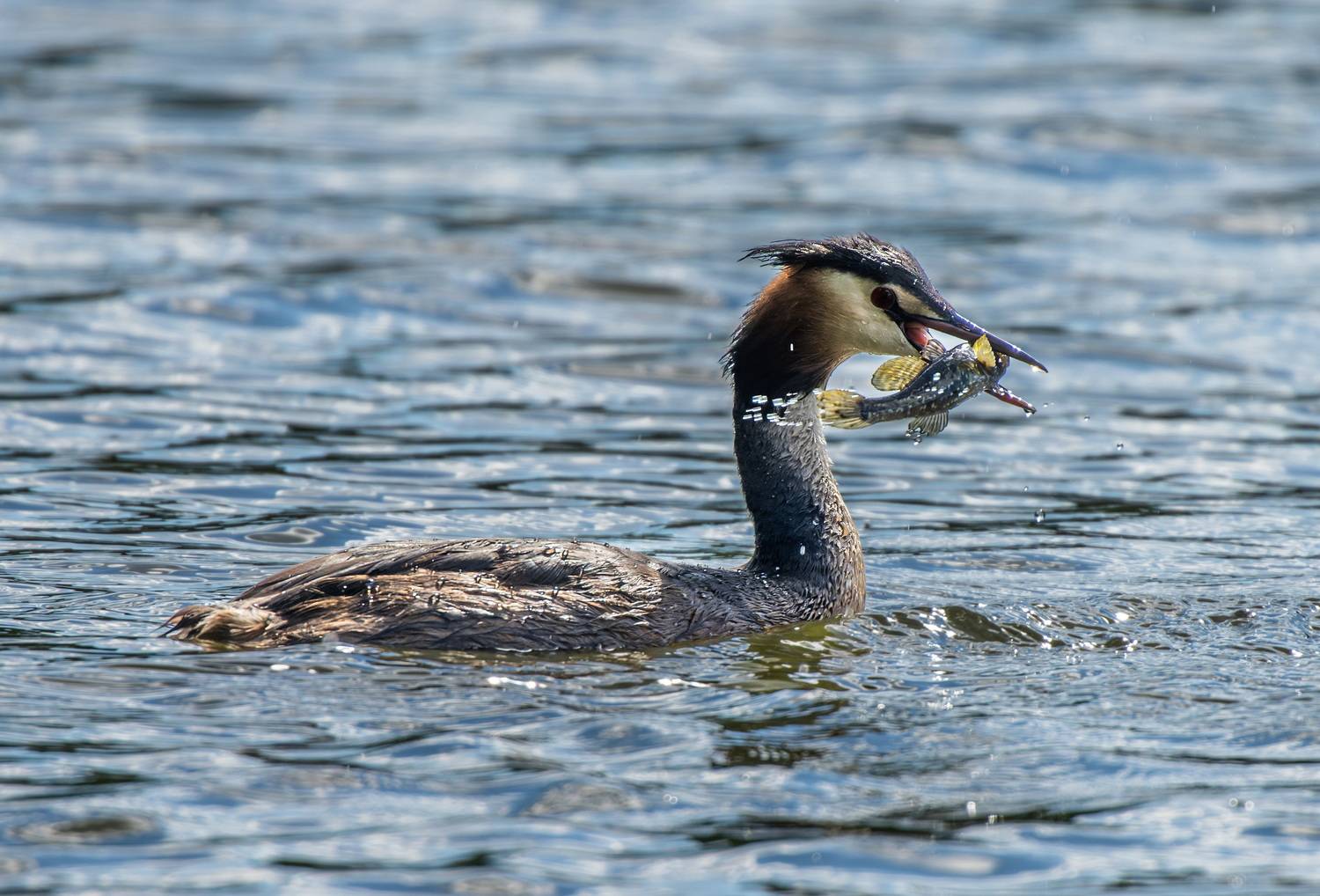 , Дэм Константин